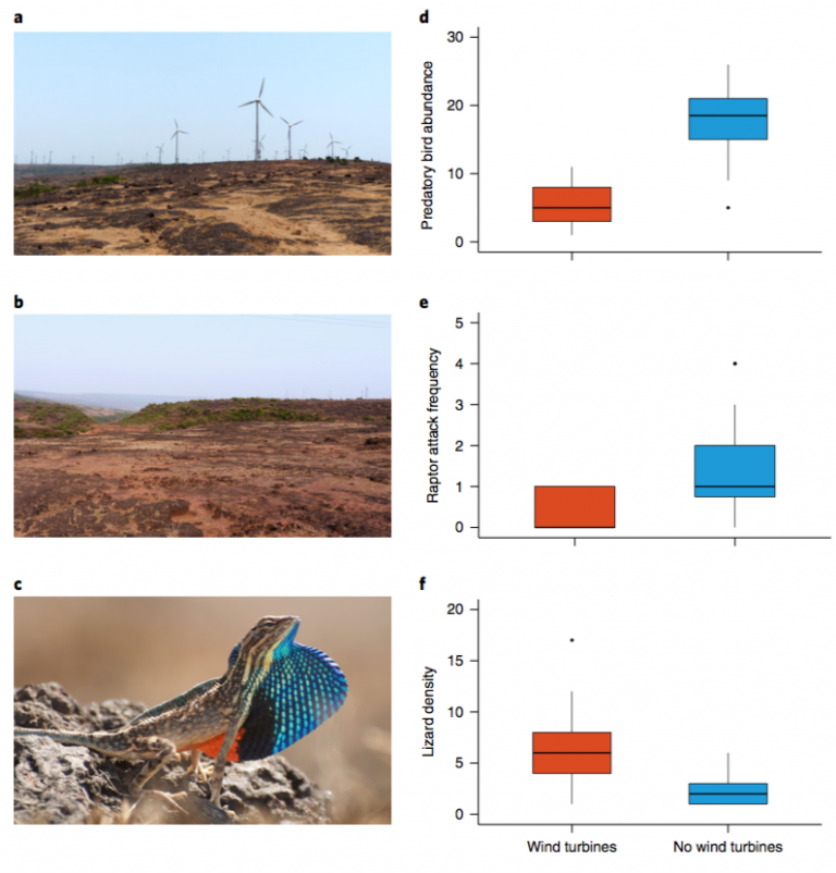 Wind farms have cascading impacts on ecosystems across trophic levels